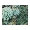Galison Double-Sided Succulent Garden 500pc Jigsaw Puzzle -Trendy Toy Store G0735355309