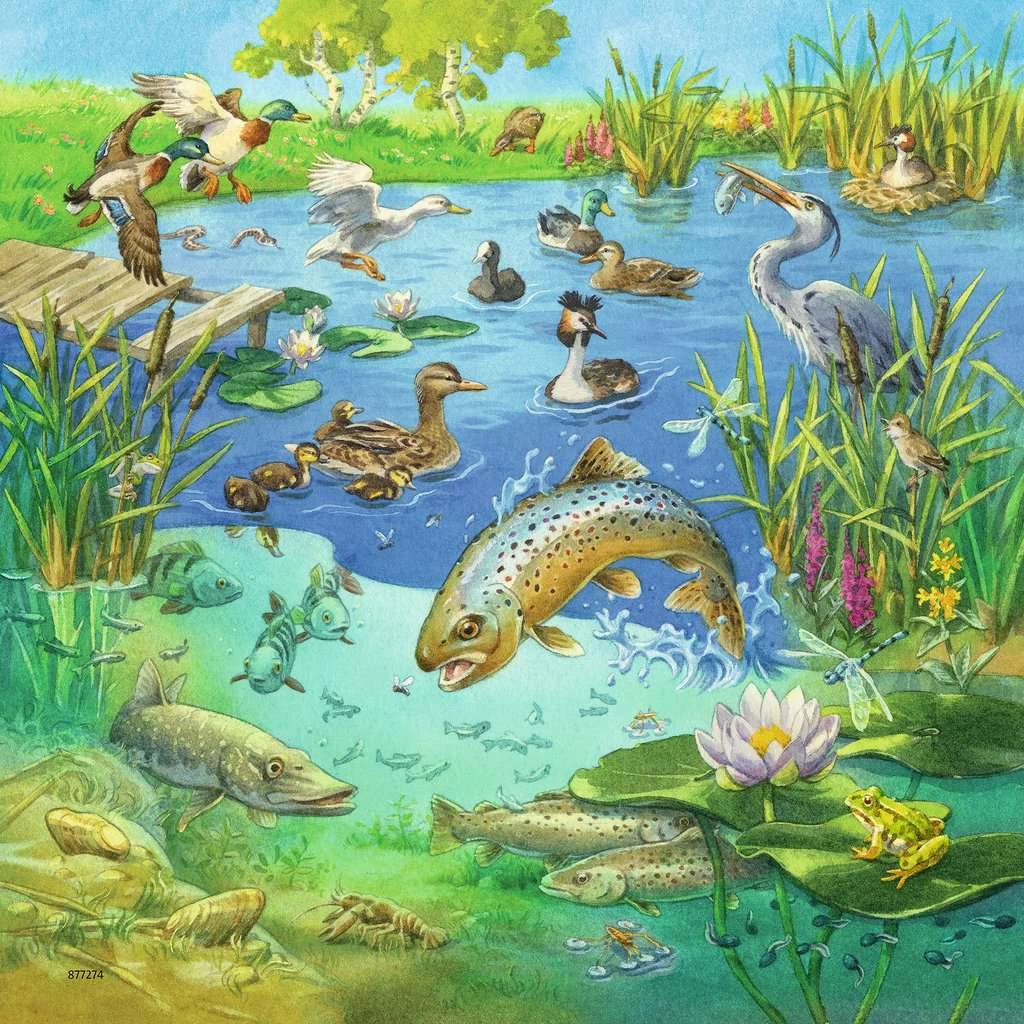 Ravensburger Animals In Their Habitats 3x49pc Jigsaw Puzzles 3 Ravensburger Animals In Their Habitats 3x49pc Jigsaw Puzzles