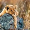 Ravensburger - Little Lion 200pc Jigsaw Puzzle 2 Ravensburger - Little Lion 200pc Jigsaw Puzzle -Trendy Toy Store RB12946 1