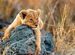 Ravensburger - Little Lion 200pc Jigsaw Puzzle